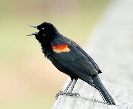 Red Winged Black Bird