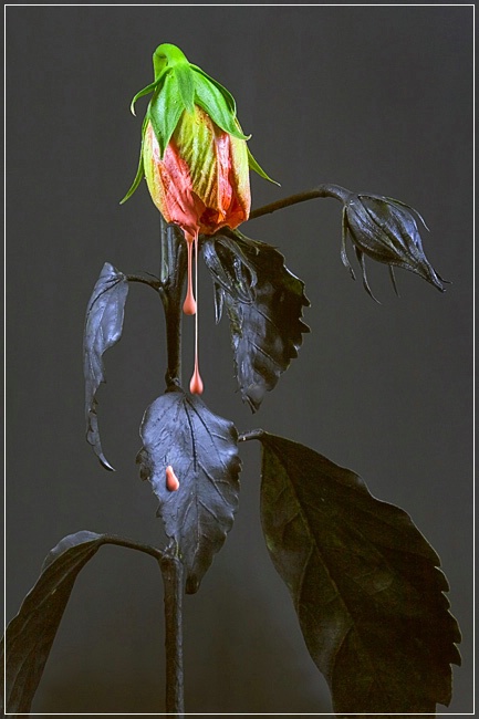 Gothic Hibiscus