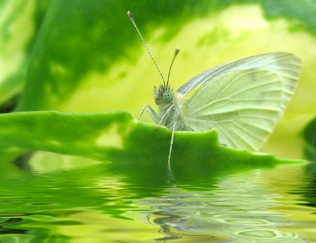 Butterfly Boat 