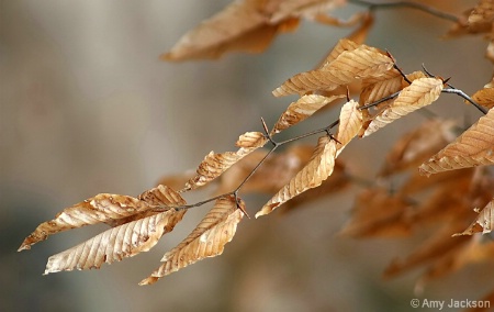 Leaves of Gold