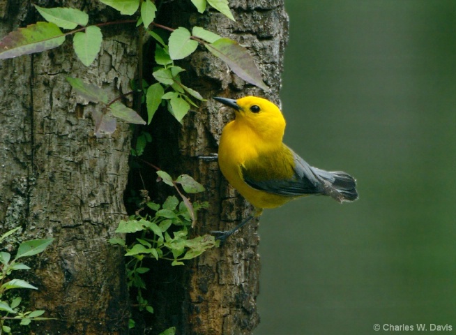 Yellow Warbler