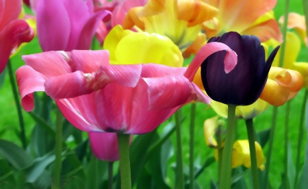 Tulips