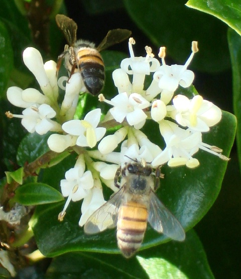 BEE HAPPY