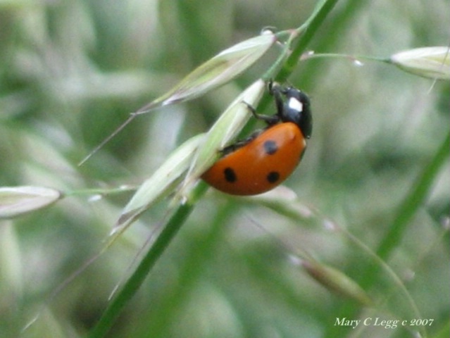 ladybird, ladybird