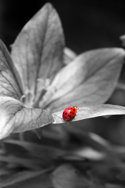 Little Miss Lady Bug