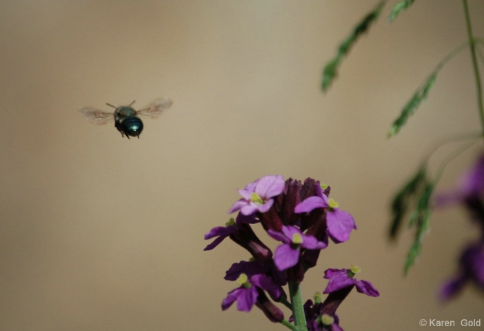 Flying away - ID: 3942905 © Karen E. Gold