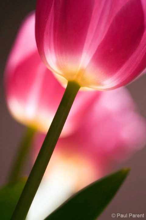 Under the Red Flower - ID: 3944194 © paul parent