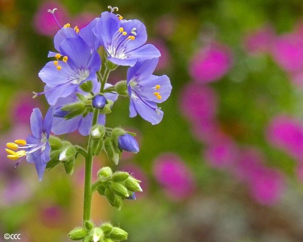 Delicate Lavender