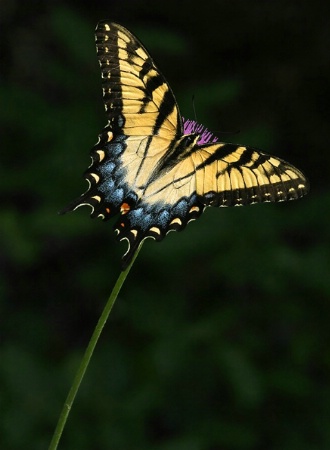 Balance of Nature   