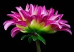 Blossoming