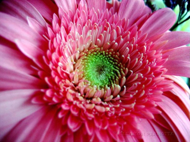 "Gerbera Daisy"