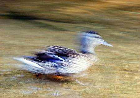Duck on the Run