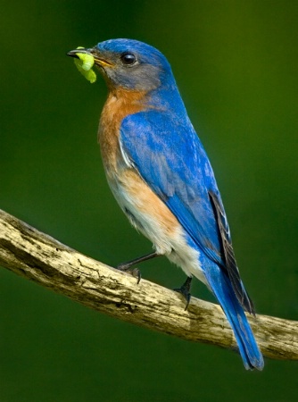 Eastern Bluebird