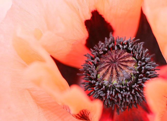 Oriental Poppy - ID: 3947459 © Janine Russell