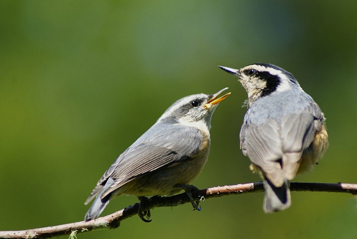 Red Breasted Nuthatch With Fledgling