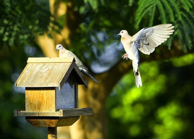 Coming in to land