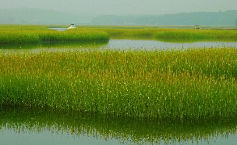 jones salt marsh