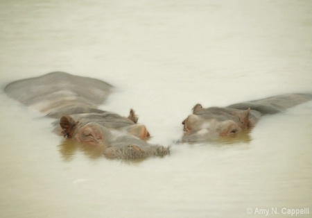 Sleepy Hippos