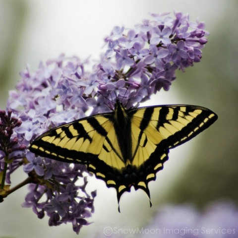 Western Tiger Swallowtail Butterfly