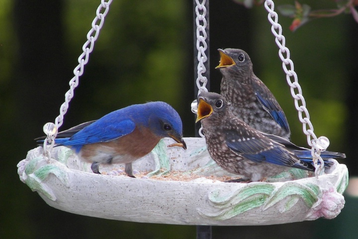 SINGING FOR THEIR SUPPER