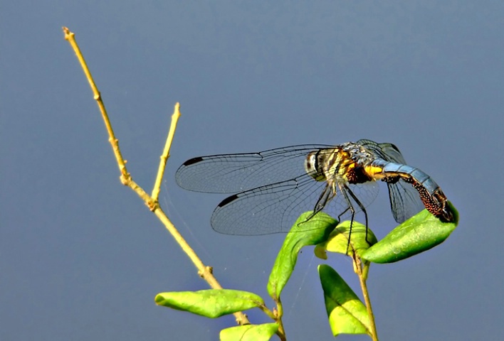 Dragonfly with eggs