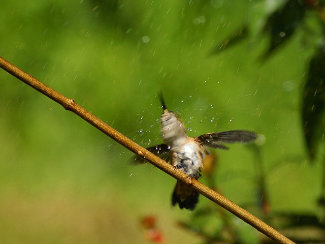 Hummingbird Splash