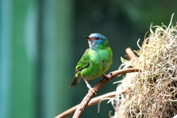 Green Bee Eater!