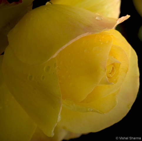 Yellow Rose