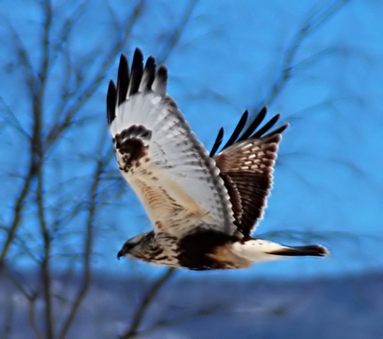 Red Tailed Hawk- Filtered