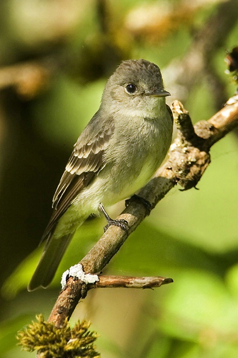 Western Wood Pewee - ID: 3957914 © John Tubbs