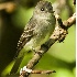 2Western Wood Pewee - ID: 3957914 © John Tubbs