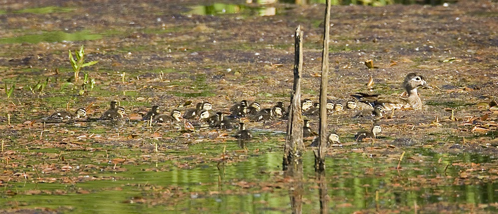 Too Many Wood Duck Ducklings!! - ID: 3957915 © John Tubbs