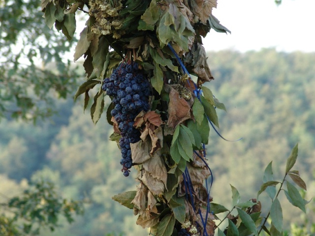 Grape Arbor, Montebenichi, May 2007