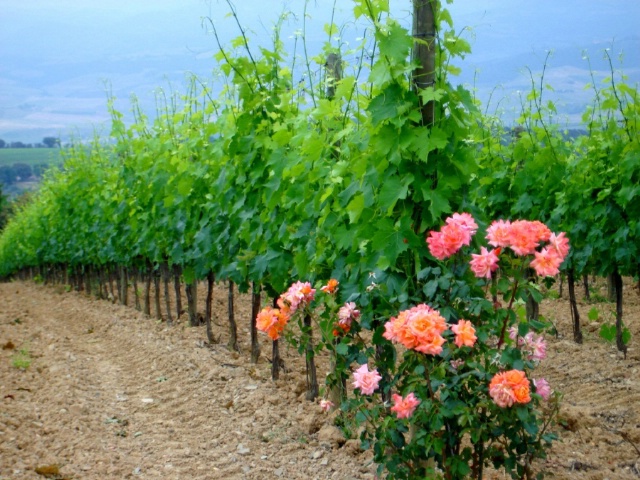 The Vineyards, Montalcino, May 2007