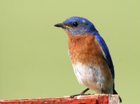 Eastern Bluebird