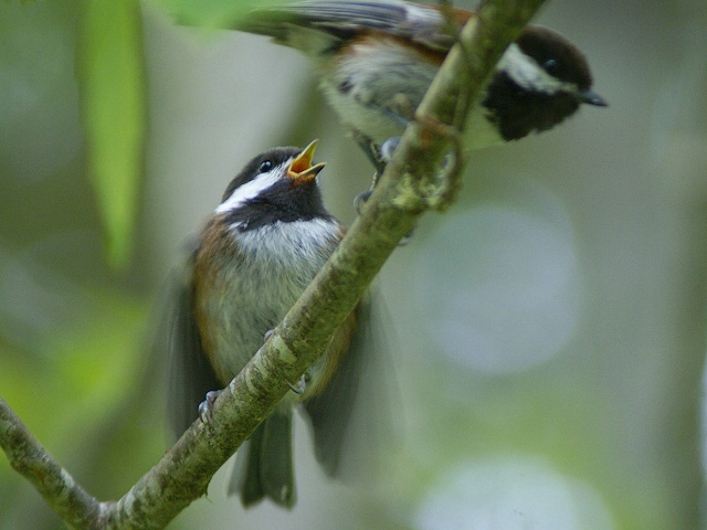 Chickadee Fledgling