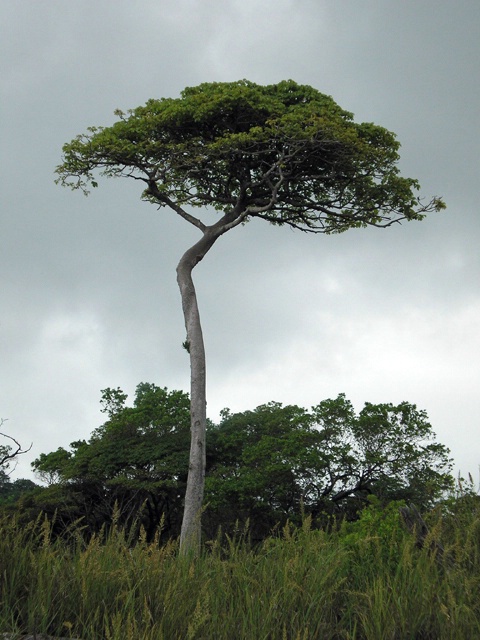 Costa Rican Tree