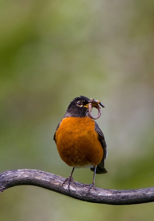 Robin with a worm