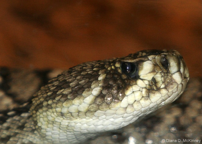 Timber Rattler