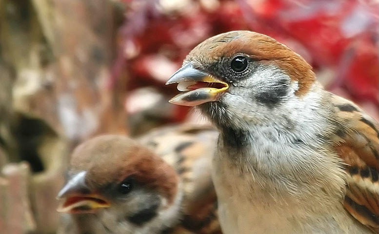 Mother and Child