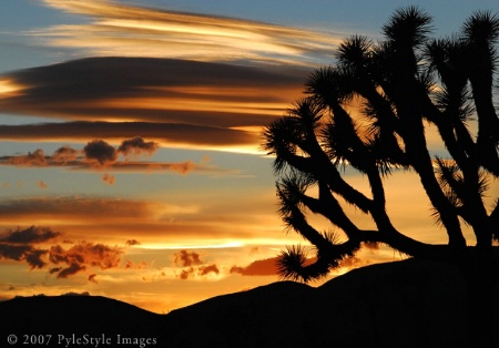 Sunset at Joshua Tree N.P.