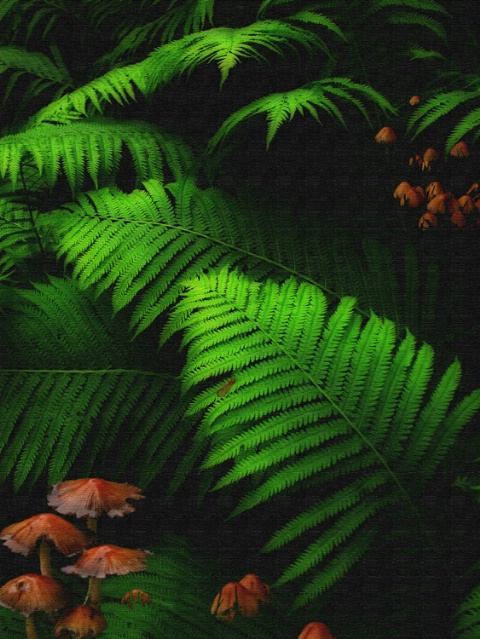 Fern garden