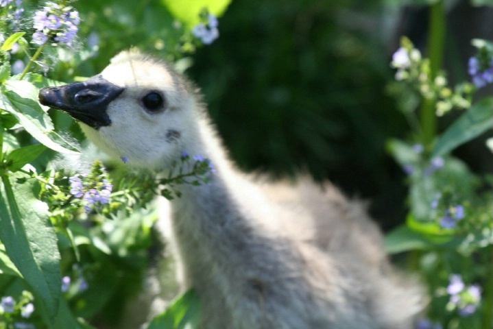 A baby goose 
