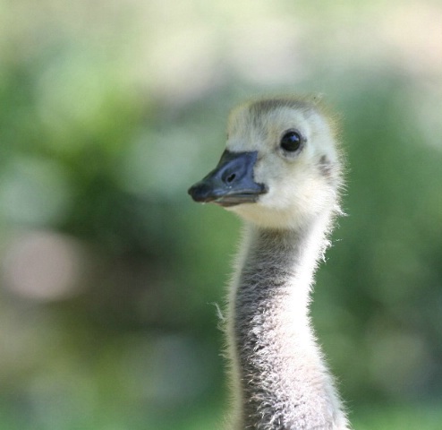 Gosling Face