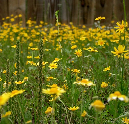 field of flowers