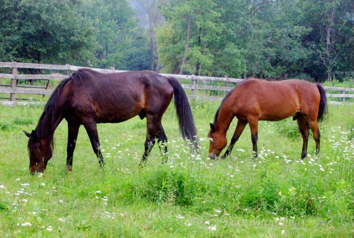 "Grazing together"