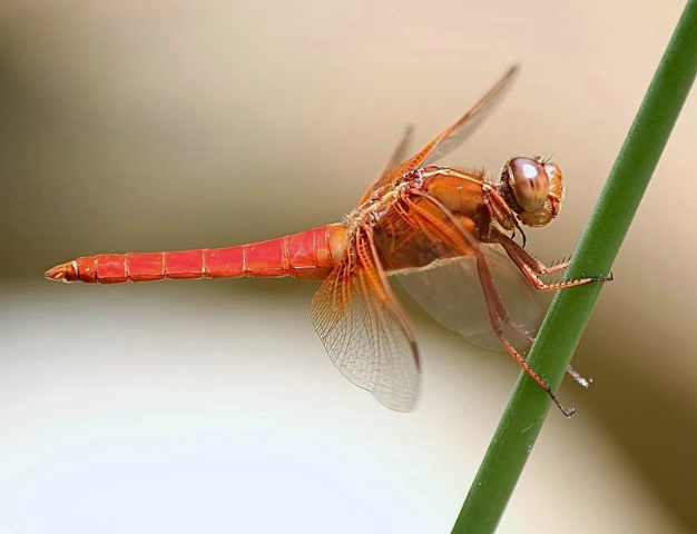 Neon Skimmer