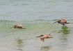 Pelicans