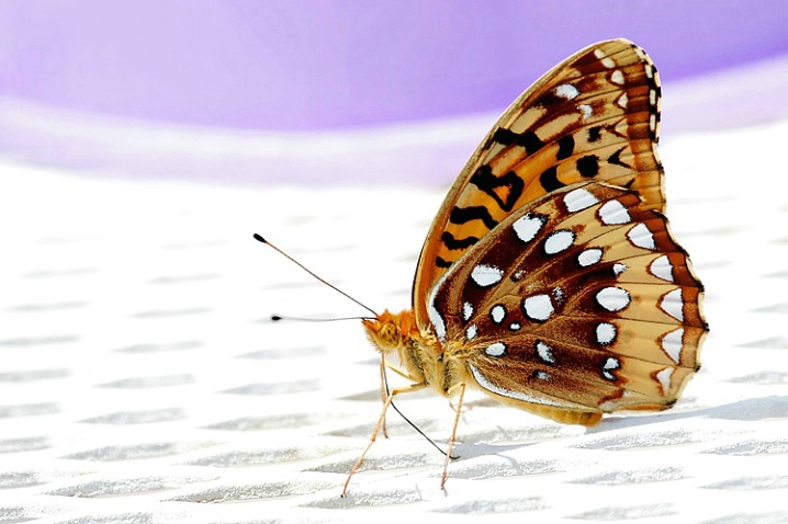 Butterfly on Patio Table