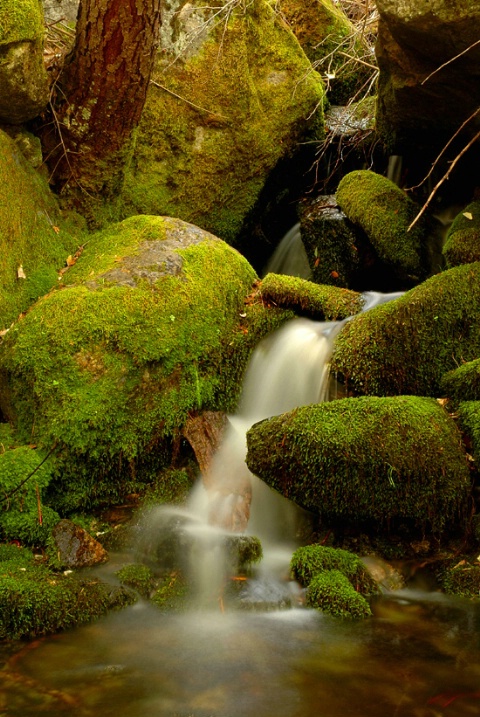 Creek and Moss